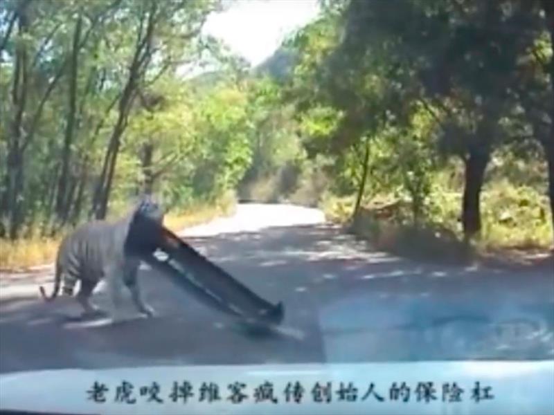 Video: Tigre siberiano arranca fascia de un Volkswagen Jetta