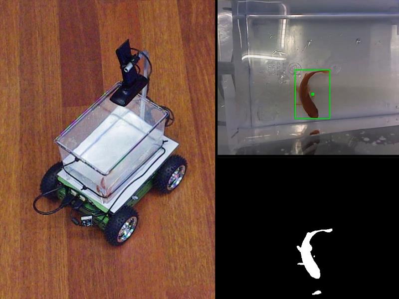 Ahora tu pez puede manejar su propio acuario motorizado