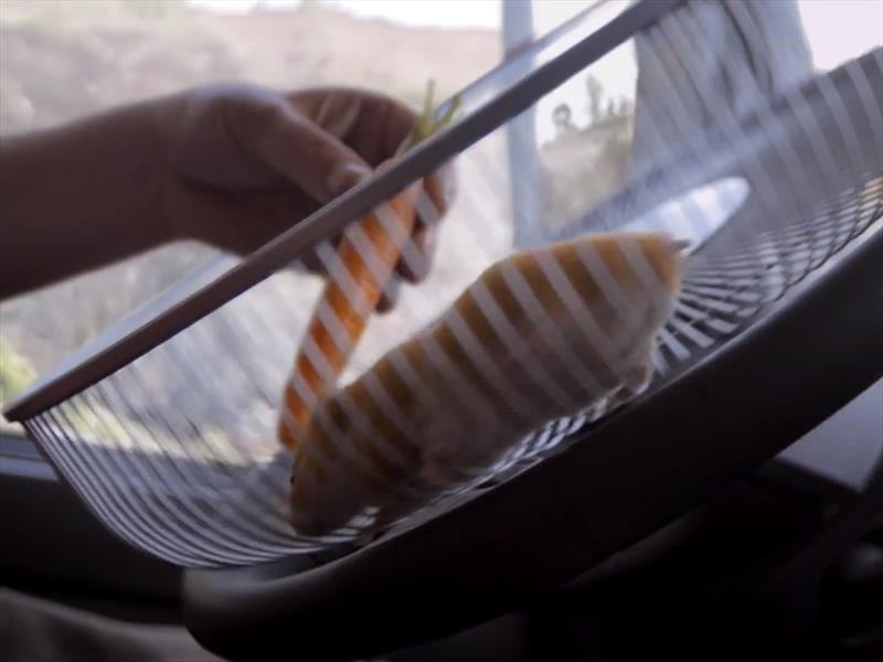 Video: Un hámster que maneja un camión