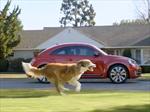 Top 10: Volkswagen Beetle -The Dog Strikes Back-