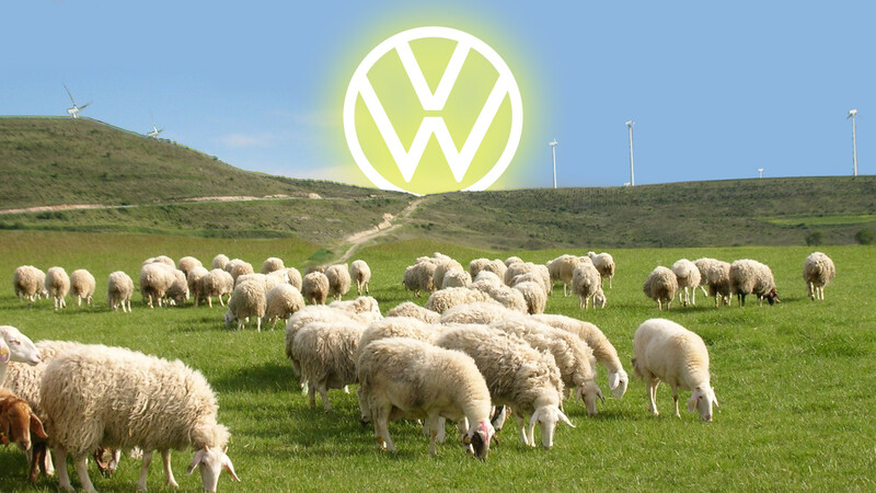 Volkswagen sorprende al contratar ¡50 ovejas!