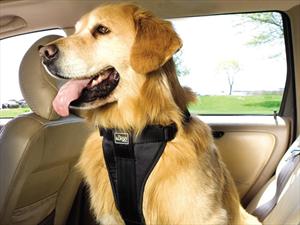 5 riesgos de manejar con una mascota a bordo