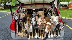 Cómo quitar los pelos del perro de los asientos del automóvil