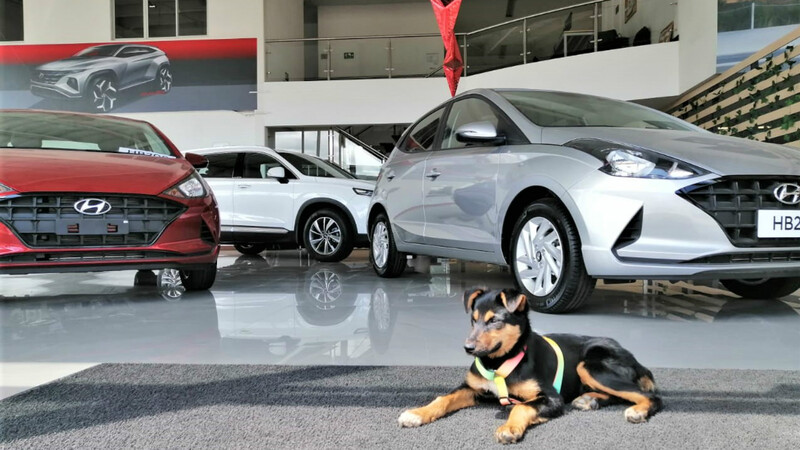 Hyundai Colombia, en la onda pet friendly