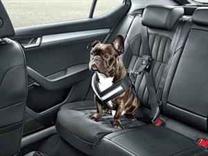 En Tennessee ya puedes dañar un auto para rescatar animales del interior