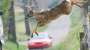 ¿Por qué aumentan los accidentes de automóviles con animales durante el otoño?