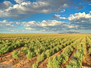 Bridgestone produce neumáticos con caucho natural