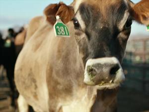 El Toyota Mirai puede ser alimentado con excremento de vaca