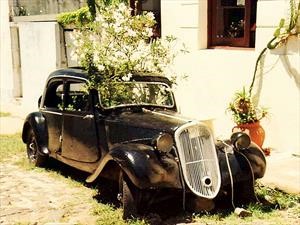 6 consejos para que tu auto no se convierta en maceta