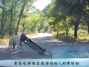 Video: Tigre se roba el parachoques de un carro
