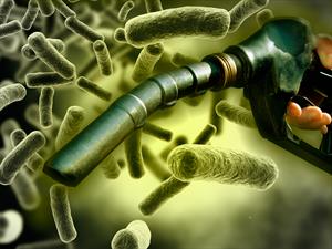 Desarrollan gasolina sintética con la bacteria Escherichia coli
