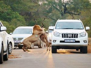 Leones cazan y comen un antílope entre los autos