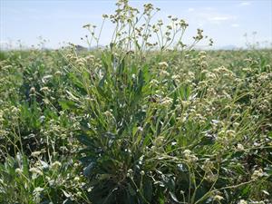Bridgestone produce llantas utilizando componentes del Guayule