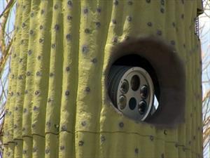 Instalan cámaras de velocidad en cactus falsos