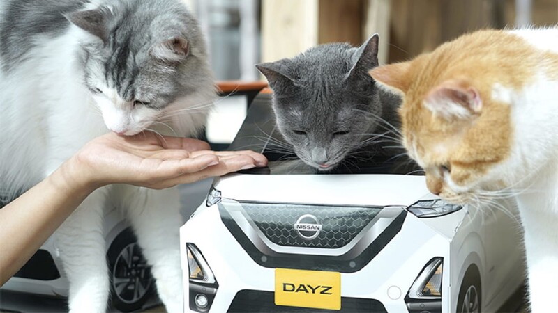 Gatos manejan un Nissan Dayz