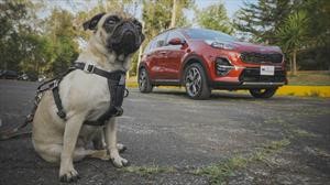 Mascotas en el auto: todo lo que necesitás para viajar con seguridad y comodidad