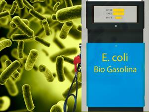 Crean gasolina sintética con la bacteria de la diarrea