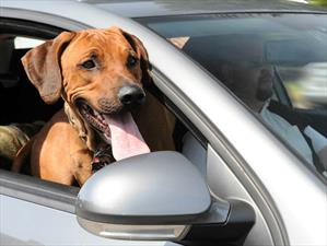 ¿Cómo debe viajar mi perro en el auto?
