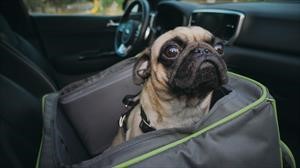 Perros y gatos también necesitar ir "atados" en el auto