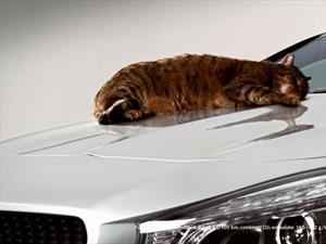 Video: Mercedes-Benz CLA corrobora su aerodinámica con un gato