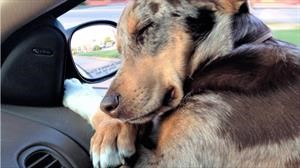 Cosas que necesitas saber para viajar seguro con tu mascota