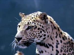 Video: Jaguar responde a Mercedes-Benz y le pone la "piel de gallina"