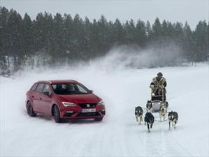 Auto vs trineo de perros ¿quién gana?