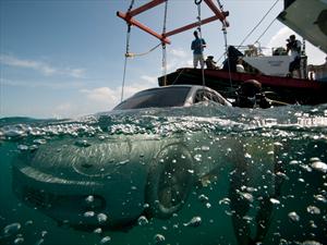 Volkswagen coloca un Beetle en el lecho marino del caribe