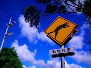 ¡Cuidado con los gatos! en Japón y Taiwán