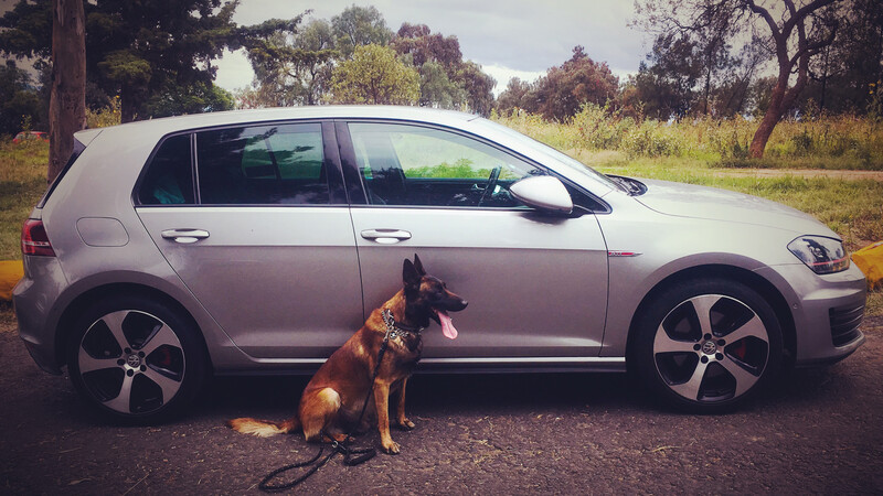 Día mundial del perro: 5 tips para que tu amigo peludo viaje seguro en el auto