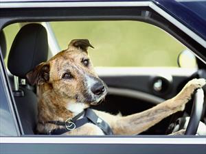 El perro que sabe manejar un Mini Countryman