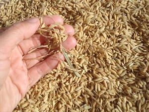 Cáscara de arroz será usada para fabricar llantas