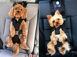 Conoce este curioso cinturón de seguridad para perritos