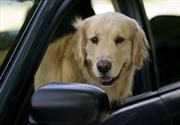 10 opciones de autos para que tu perro viaje seguro