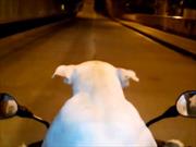 Video: Un Perro conduce motocicleta en Colombia