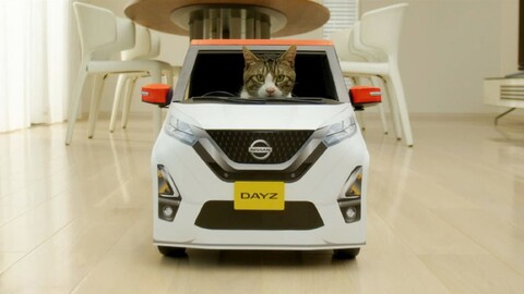 Gatos manejan un Nissan Dayz