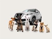 10 consejos para viajar con animales