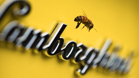 ¿Sabías que Lamborghini trabaja con abejas?