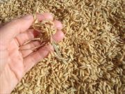 Cáscara de arroz será usada para fabricar llantas