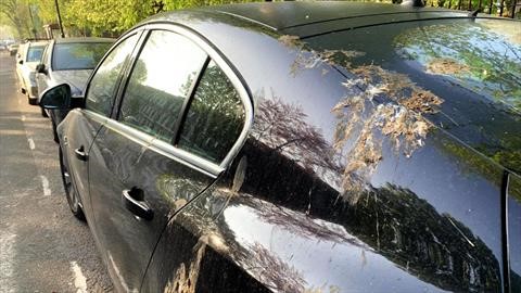 Por qué el excremento de los pájaros es nocivo para la pintura de los automóviles
